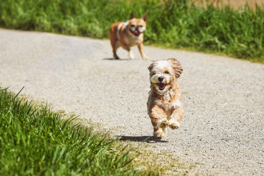 Consejos para Mantener en Forma a tu Perro  Centro Veterinario Confivet