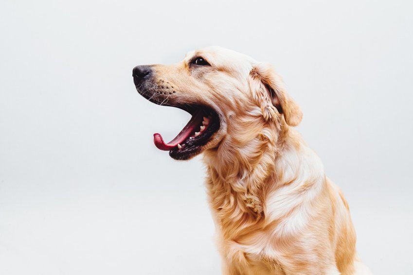 Limpieza Bucal Veterinaria en Perros