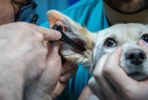 Oftalmología veterinaria en Torrejón de Ardoz