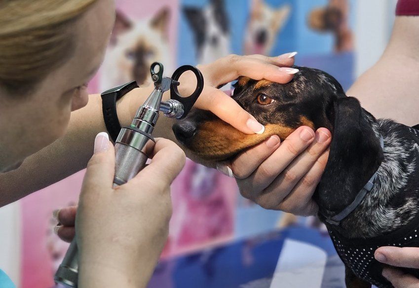 Centro veterinario en Torrejón de Ardoz