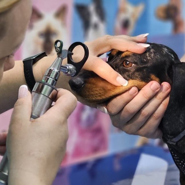 Centro veterinario en Torrejón de Ardoz