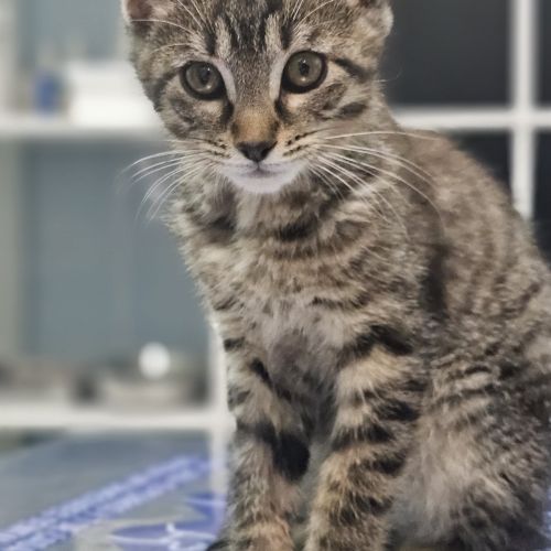 Gato pequeño encima de la camilla