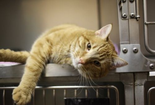 Cirugía veterinaria en Torrejón de Ardoz