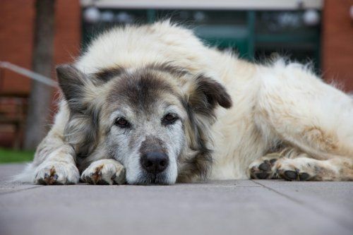 Artrosis canina: Síntomas y Tratamiento | Centro Veterinario Confivet