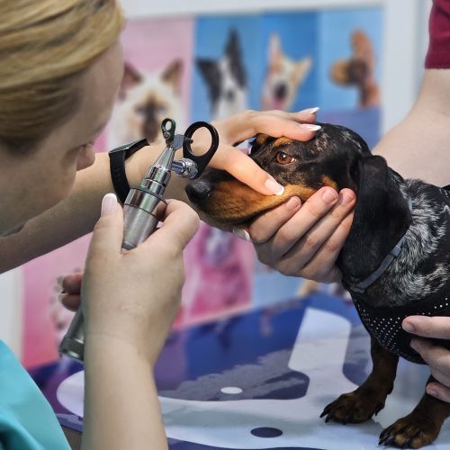 Veterinaria mirando los ojos a un perro