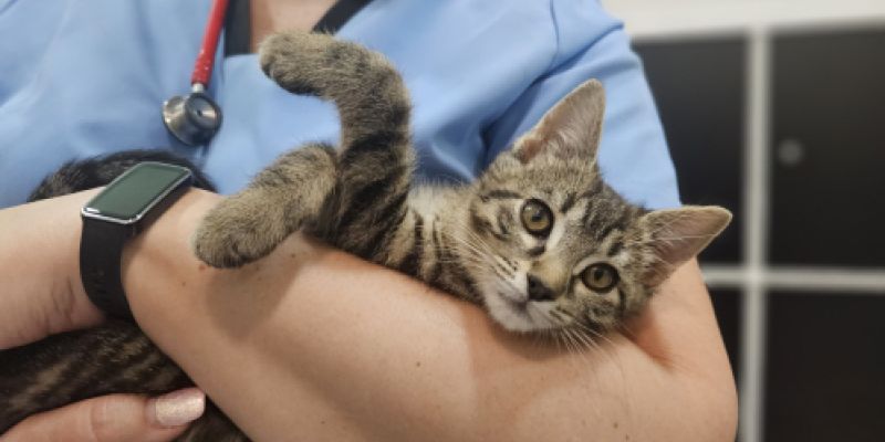 Gato pequeño en brazos del veterinario