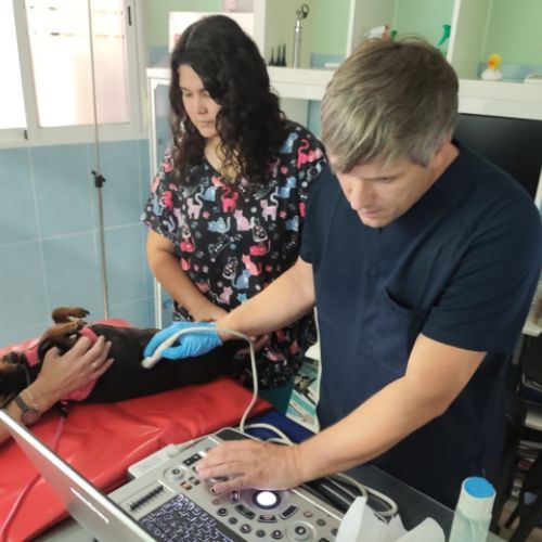 Veterinario haciendo una ecografía a un perro