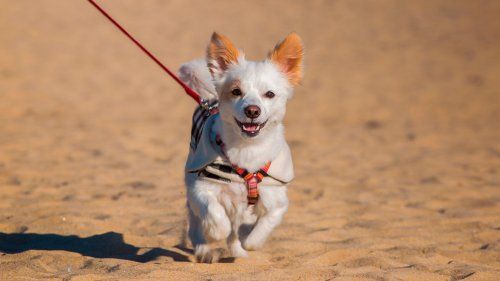 Consejos para viajar con tu mascota