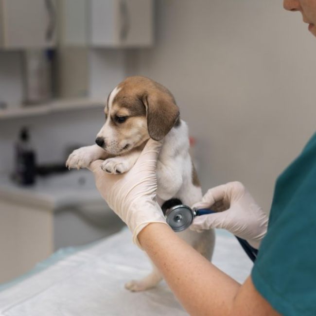 Clínica veterinaria en Torrejón de Ardoz