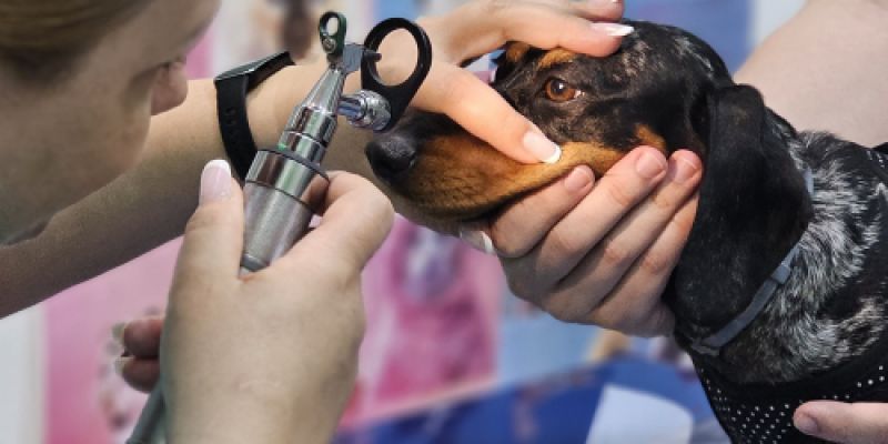 Veterinaria mirando los ojos a un perro