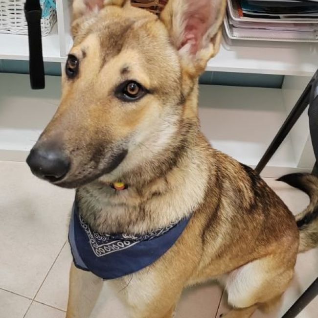 Certificado Veterinario CEXGAN