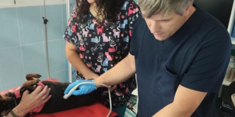 Veterinario haciendo una ecografía a un perro