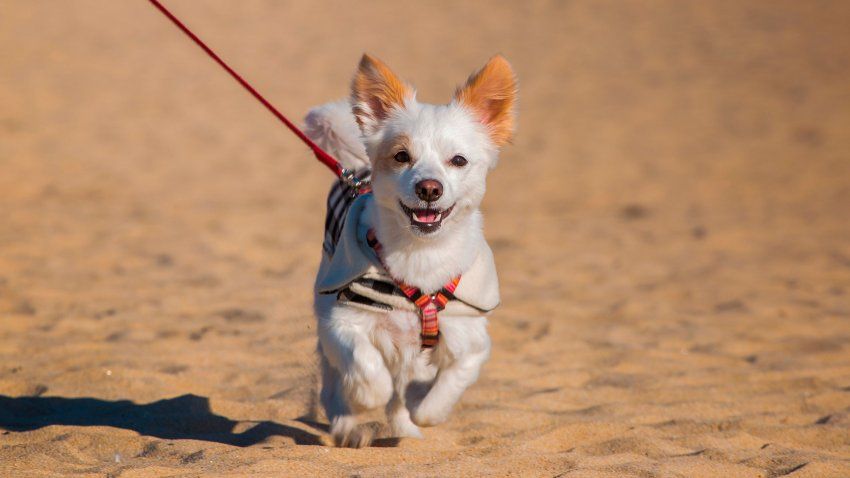 Consejos para viajar con tu mascota Consejos para viajar con tu mascota