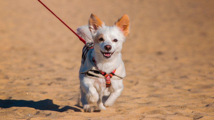 Consejos para viajar con tu mascota