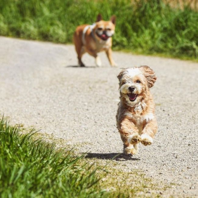 Campaña de ADN Canino en Torrejón de Ardoz