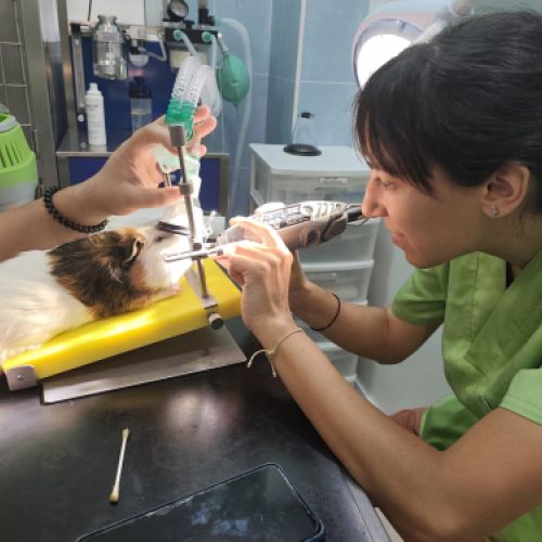 Veterinaria en Torrejón de Ardoz