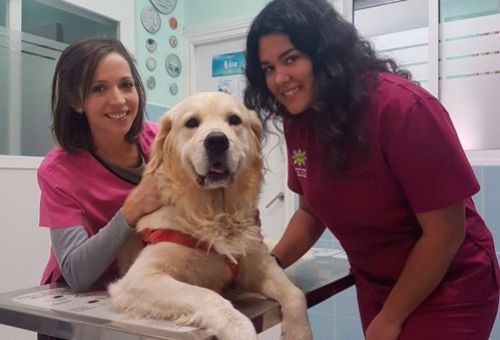 Servicios veterinarios en Torrejón de Ardoz