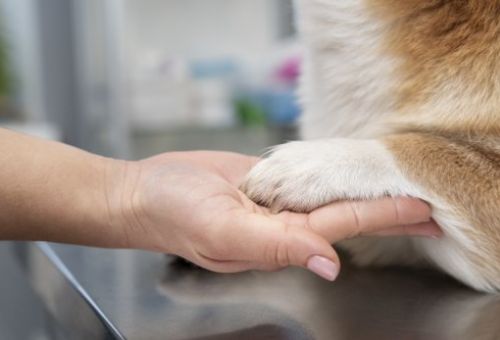 Tratamiento para traumatismos en mascotas de Torrejón de Ardoz