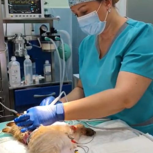 Veterinaria haciendo cura en la boca a un perro