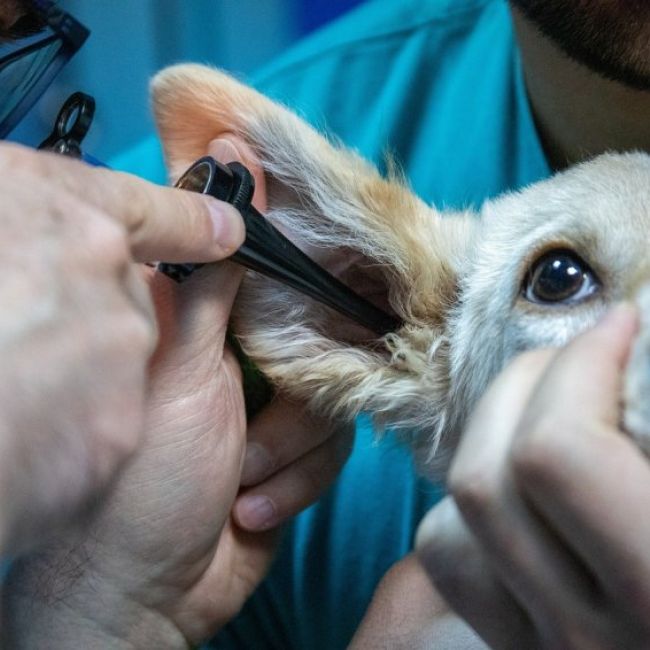 Oftalmología veterinaria en Torrejón de Ardoz