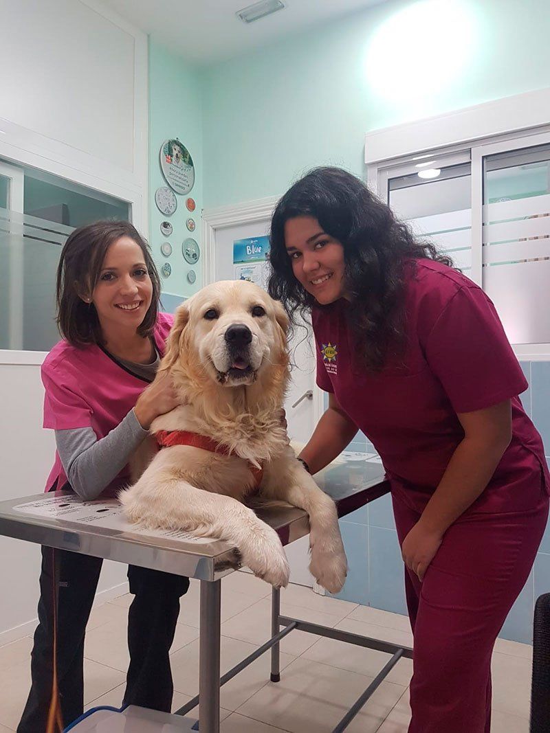 Servicios veterinarios en Torrejón de Ardoz Servicios veterinarios en Torrejón de Ardoz