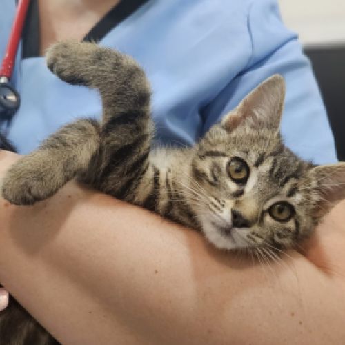 Gato pequeño en brazos del veterinario