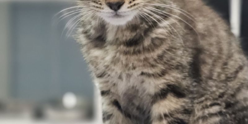 Gato pequeño encima de la camilla