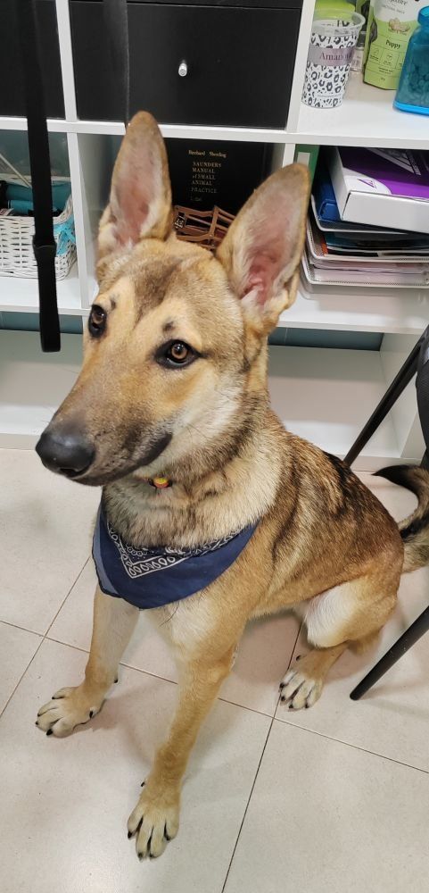 Certificado Veterinario CEXGAN