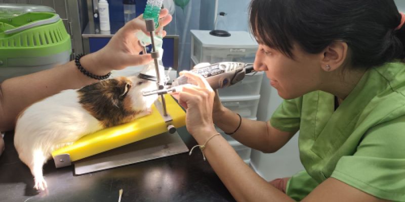 Veterinaria en Torrejón de Ardoz