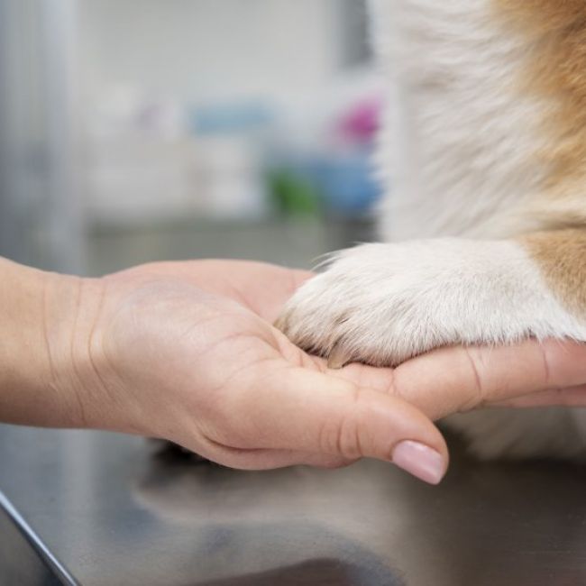 Tratamiento para traumatismos en mascotas de Torrejón de Ardoz