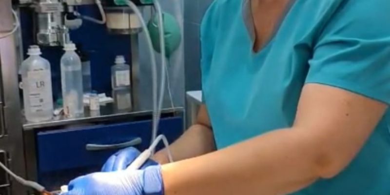 Veterinaria haciendo cura en la boca a un perro