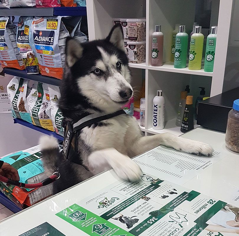 Urgencias veterinarias 24 horas en Torrejón de Ardoz